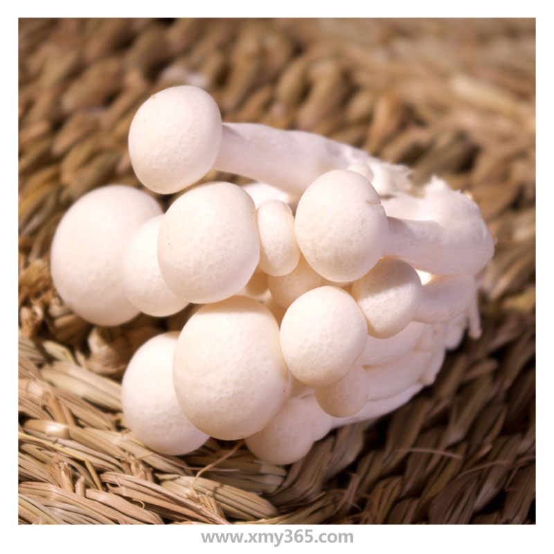 神农白雪菇图片